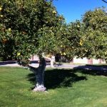 picture of an orange tree in Scottsdale, AZ