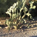 picture of a Prickly Pear Cactus in Scottsdale, AZ